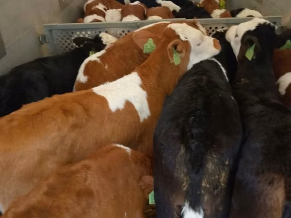 ІҚМ (топ, жынысы көрсетілмеген), Simmental cattle