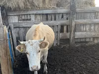 Kuh, Simmental cattle — Foto 5
