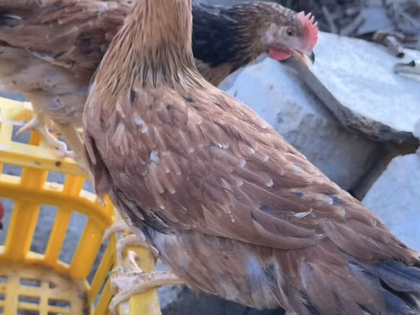 Chickens