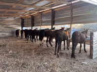 حصان, Horse breed — الصورة 2