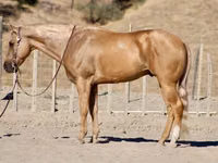 Hengst, Quarter Horse — Foto 1