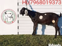 Ziegenbock, Nubian Goat — Foto 4