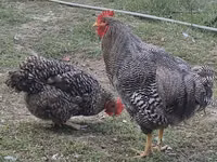 Slovenian Barred Hen — photo 1