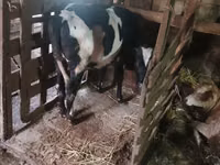 母牛, Russian Black pied cattle — 照片 3
