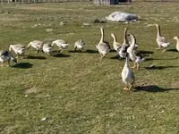 Geese — 1-сурет