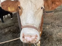 Kuh, Simmental cattle — Foto 1