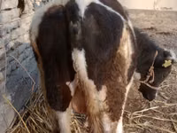 公牛, Holstein breed — 照片 2