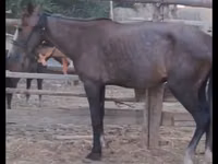 فرس, Kazakh horse — الصورة 4