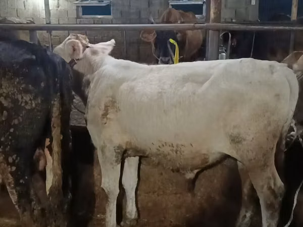 公牛, Swiss cattle — 吉尔吉斯斯坦