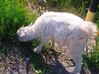 Goat, Saanen goat — photo 6