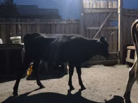 Rinder (Partie, Geschlecht nicht angegeben), Simmental cattle — Foto 5