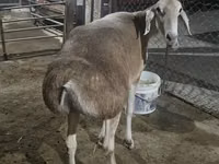 Schaf, Afghan Arabi sheep — Foto 1