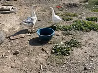 Geese — Foto 3