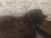 Schafe (Partie, Geschlecht nicht angegeben), Schafe — Foto 4