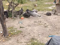 Turkeys — الصورة 1