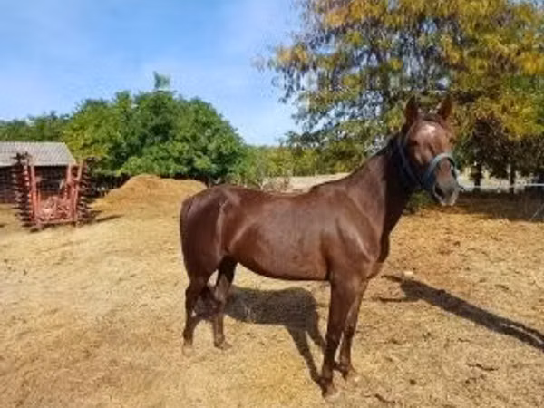 घोड़ी, Standardbred