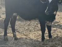 Vaca, Swiss cattle — foto 6