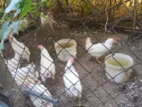 Chickens — Foto 2