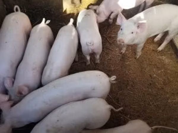 Eber, Schweine