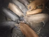 Schweine (Partie, Geschlecht nicht angegeben) — Foto 1
