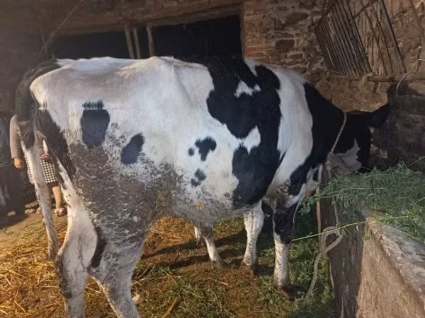 गाय, Russian Black pied cattle