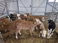 Бұқа, Simmental cattle — 2-сурет