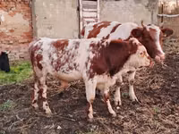 ثور, Simmental cattle — الصورة 3