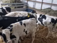 Rinder (Partie, Geschlecht nicht angegeben), Russian Black pied cattle — Foto 2