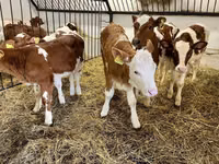 Kuh, Simmental cattle — Foto 2