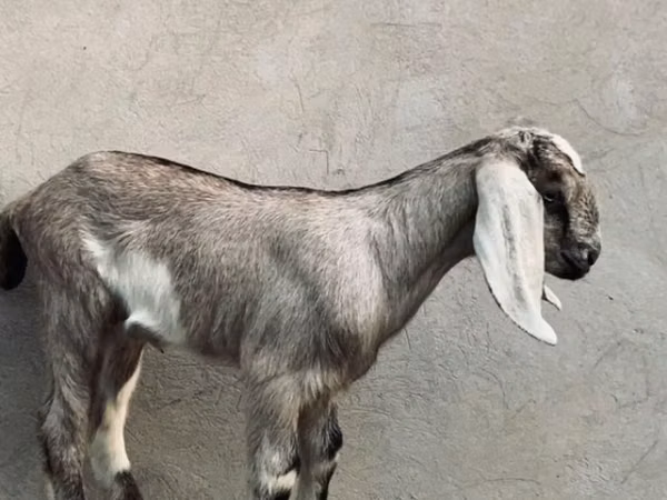 Ziegenbock, Nubian Goat — Kirgisistan