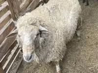 كبش, Merino sheep — الصورة 4