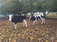 بقرة, Russian Black pied cattle — الصورة 2