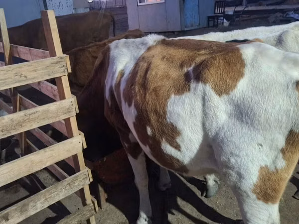 Vaca, Simmental cattle