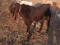 تيس, Kamori goats — الصورة 2
