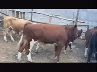Букачар, Сиырлар — сүрөт 1