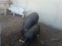 Schweine (Partie, Geschlecht nicht angegeben) — Foto 6