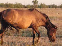 Mare, Mugalzhar horse — photo 4