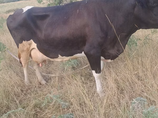 गाय, गोलस्टीन नस्ल — कज़ाखस्तान