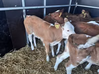 ثور, Simmental cattle — الصورة 1