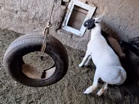 Widder, Baerchuke sheep — Foto 6