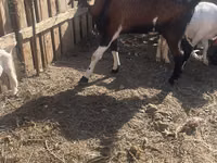 Ziegenbock, Nubian Goat — Foto 2