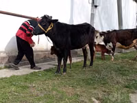 Kuh, Simmental cattle — Foto 3