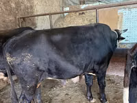 Rinder (Partie, Geschlecht nicht angegeben), Aberdeen-Angus — Foto 2