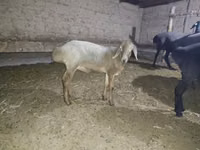 Schaf, Hissar sheep — Foto 2