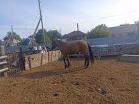 حصان, Mugalzhar horse — الصورة 8