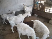Ziege, Russian White goat — Foto 1