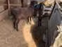 كبش, Edilbay sheep — الصورة 6