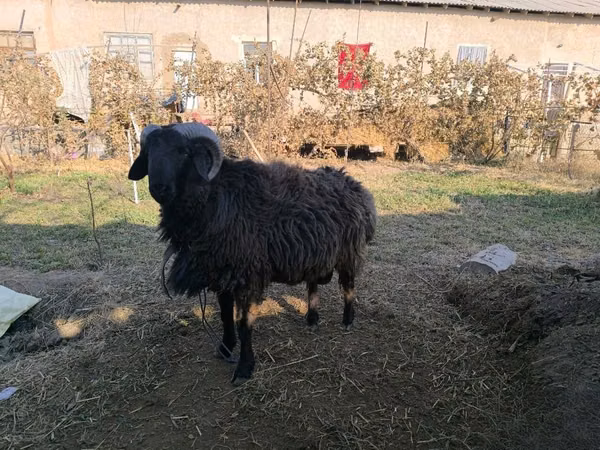 Widder, Schafe — Usbekistan