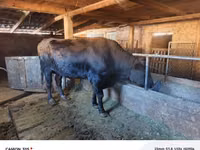 Bulle, Aberdeen-Angus — Foto 2