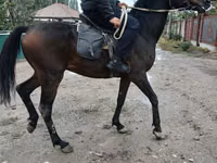 Hengst, Thoroughbred horse — Foto 4